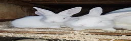 New Zealand rabbits for sale: Pure gorgeous new Zealand white rabbit  - Advert 2