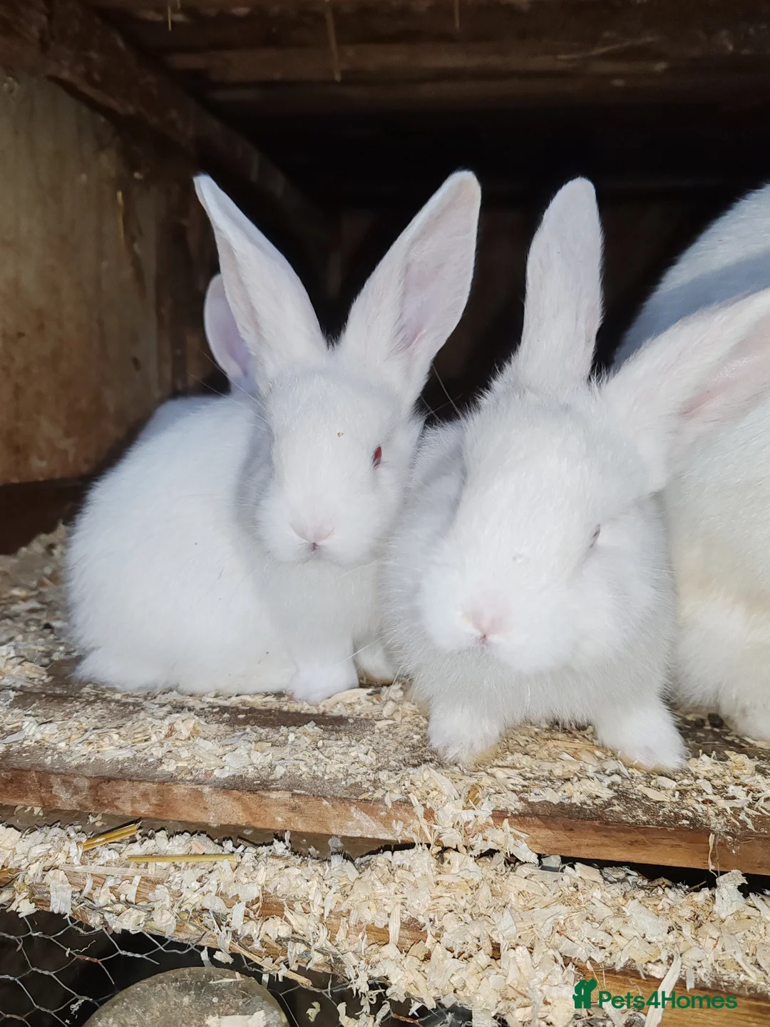 New Zealand rabbits for sale: Pure gorgeous new Zealand white rabbit  - Advert 2