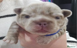 French Bulldog dogs for sale: French Bulldog Visual fluffies - Advert 6