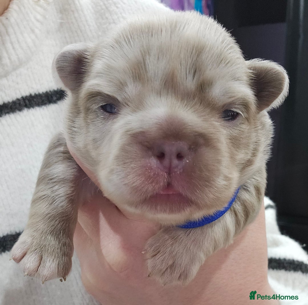 French Bulldog dogs for sale: French Bulldog Visual fluffies - Advert 6