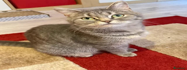 Misha 