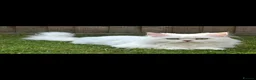Persian cats for sale: 2 beautiful Persian kittens in Blackwood - Advert 3