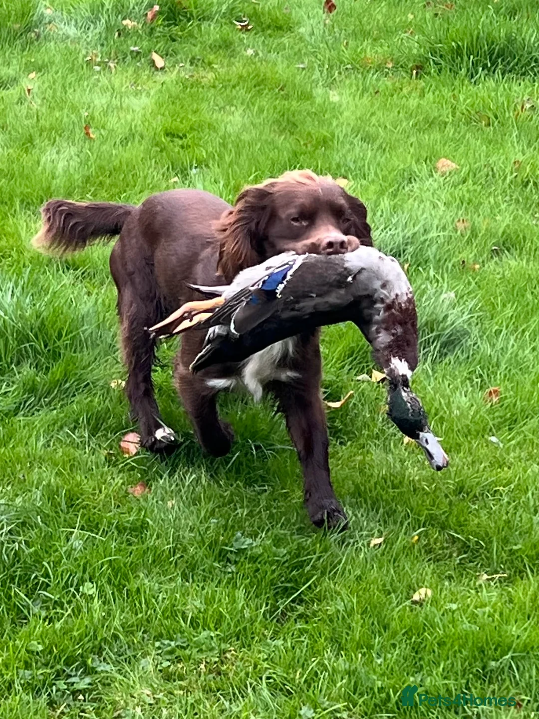 Sprocker dogs for stud: Health tested sprocker for stud in Shrewsbury - Advert 21