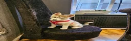 Siberian Husky dogs for sale: Husky  puppies 1 boy 1 girl  - Advert 3