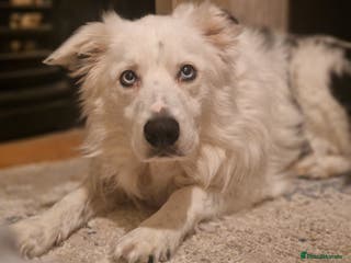 Border Collie dogs Dog for rehoming - Advert 3