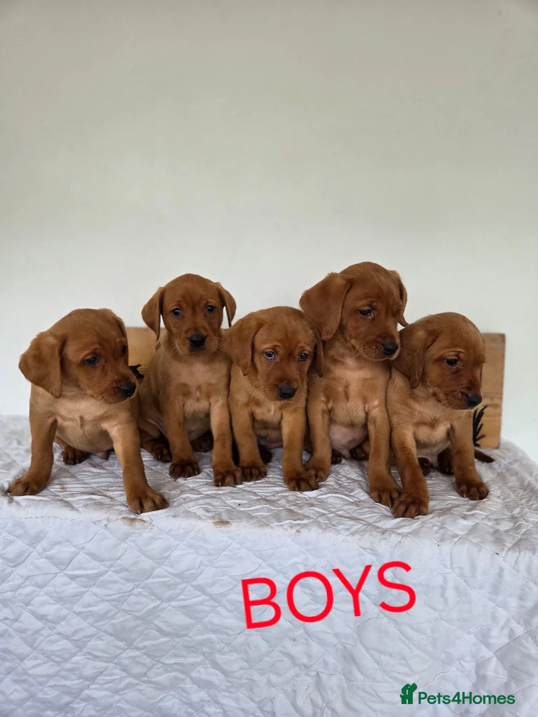 Labrador Retriever dogs for sale: Propa Fox Red lab Pups available  - Advert 22