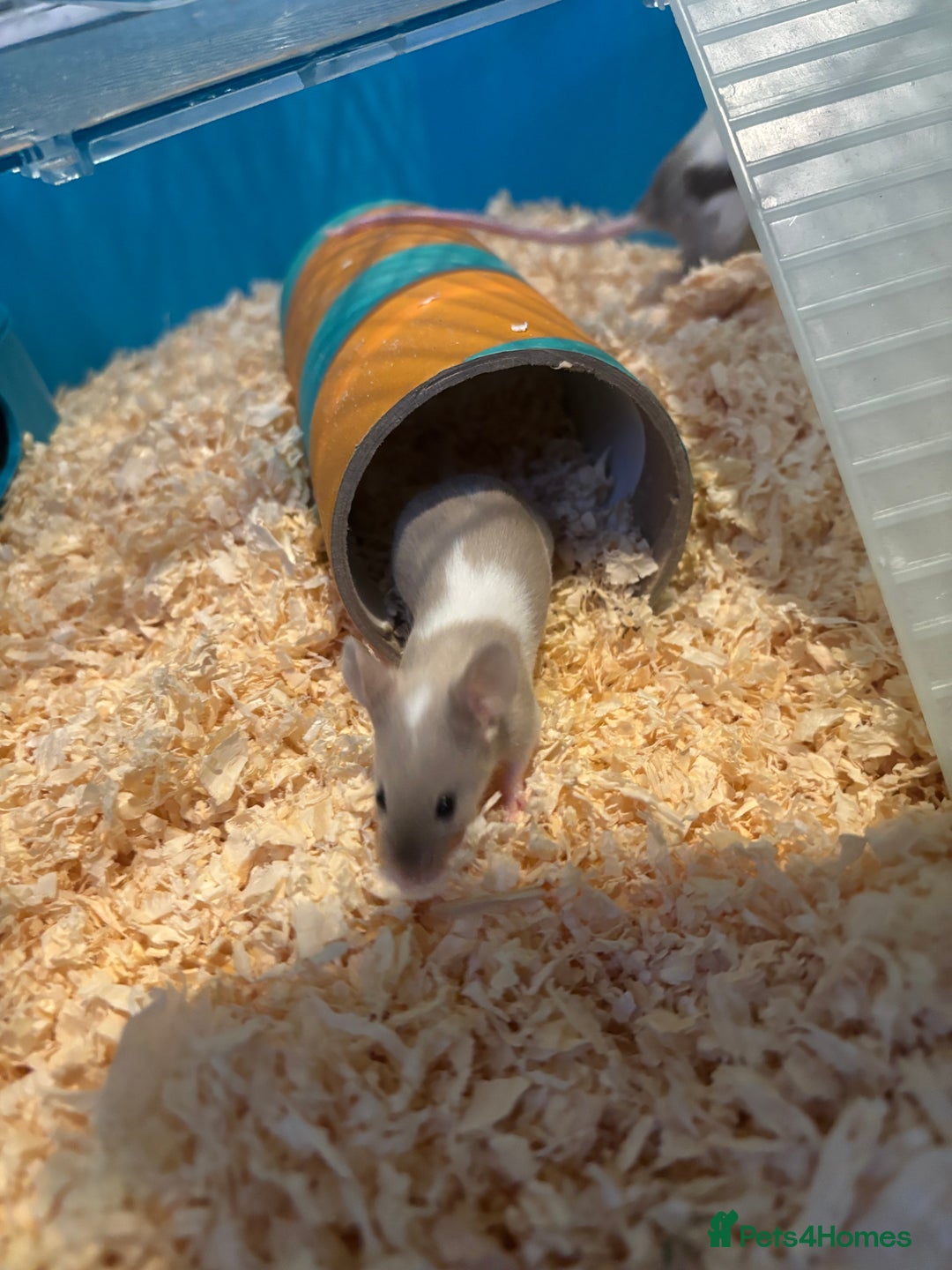 Mouse rodents for sale: Two Female Mice and Cage  - Advert 3