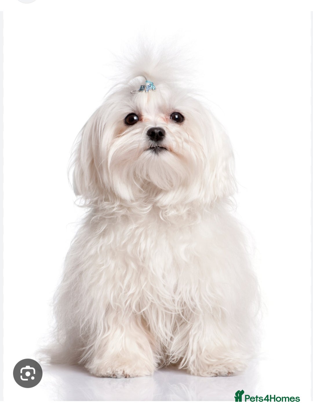 Maltese dogs for sale: Maltese boy - Advert 1