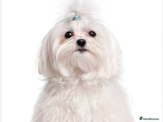 Maltese dogs Maltese boy - Advert 14