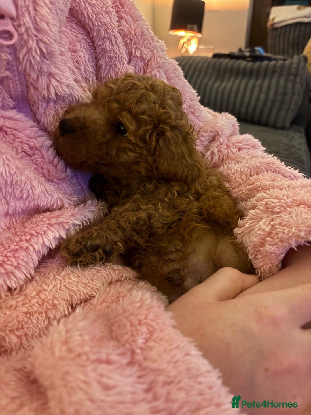 Miniature Poodle dogs for sale: KC Registered red miniature poodles  - Advert 6