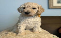 Standard Poodle dogs for sale: Standard poodle puppies!  2 girls 1 boy left  - Image 8