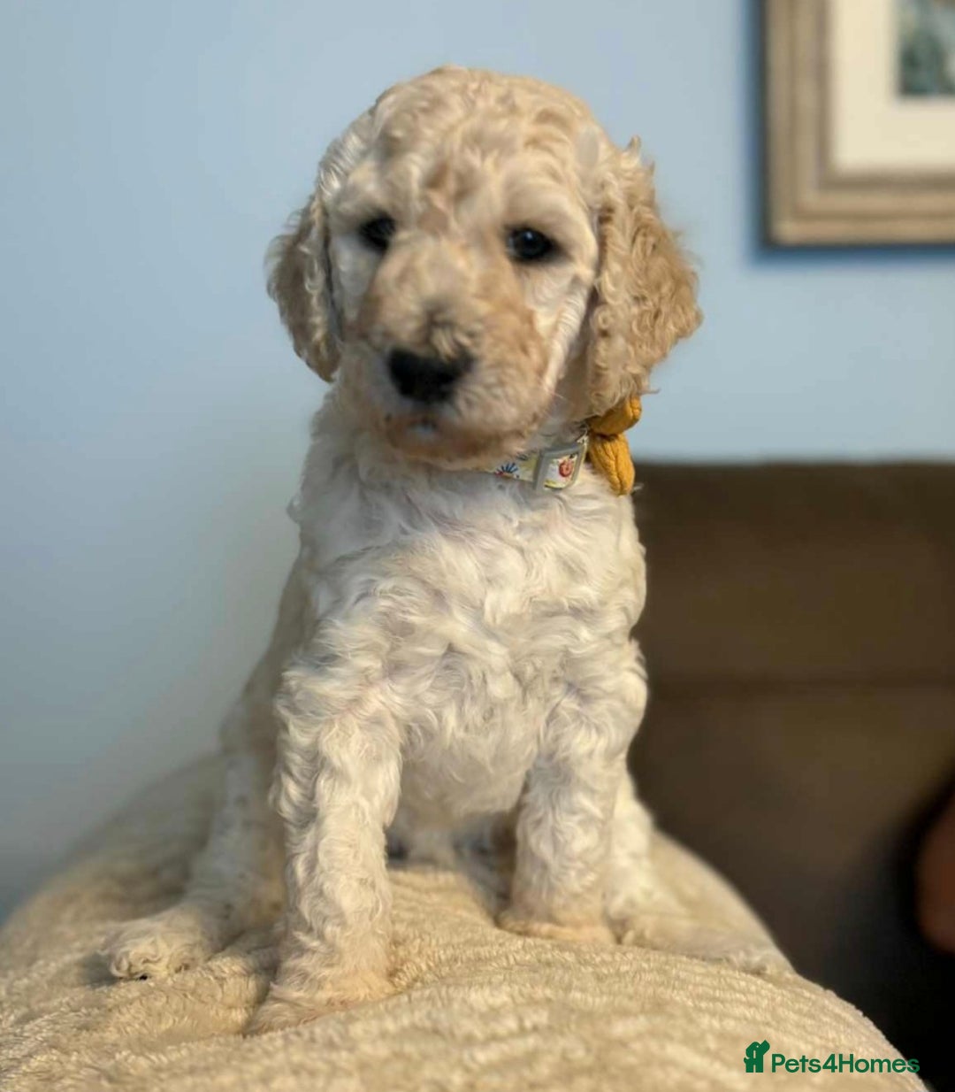 Standard Poodle dogs for sale: Standard poodle puppies!  2 girls 1 boy left  - Image 8
