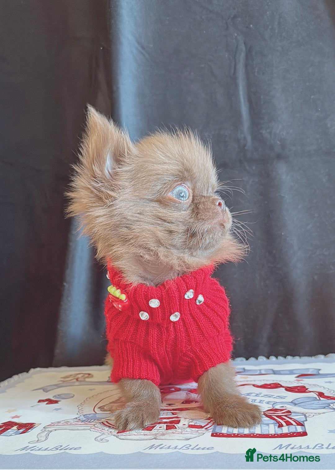 Chihuahua dogs for sale: Long haired chihuahua boys  - Image 2