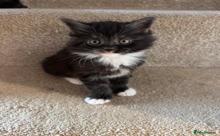 Maine Coon cats - Advert 13