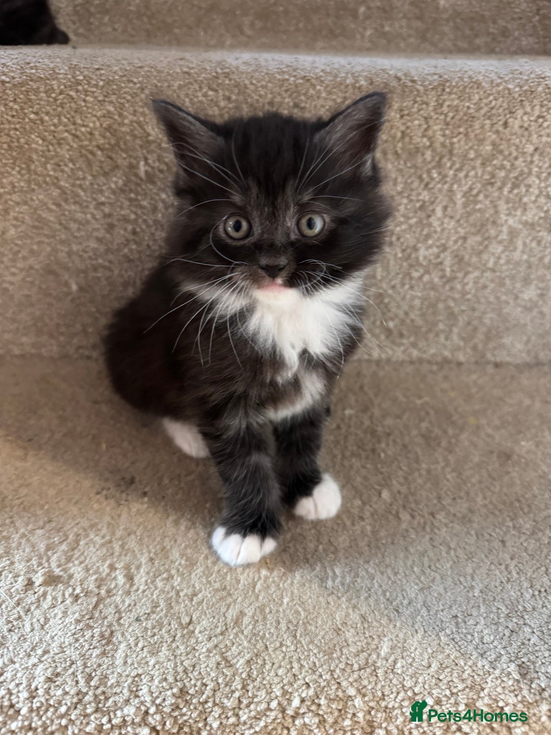 Maine Coon cats for sale: 5 beautiful kittens  - Advert 1