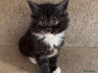 Maine Coon cats - Advert 3