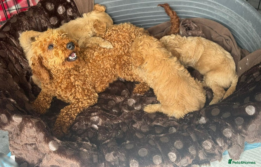 Mixed Breed dogs for sale: Cotonoodle pups - Image 11