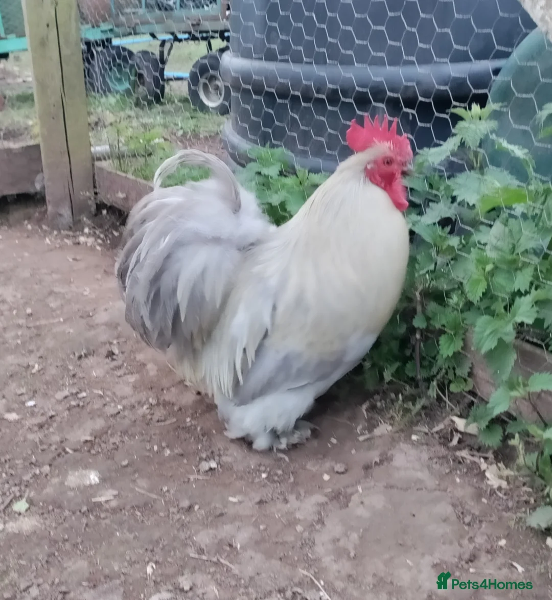 Chickens poultry for sale: Two beautiful lavender pekin cockerels - Advert 5
