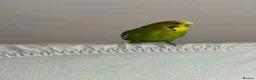 Budgerigars birds for sale: Tamed Budgie in Milton Keynes - Advert 2