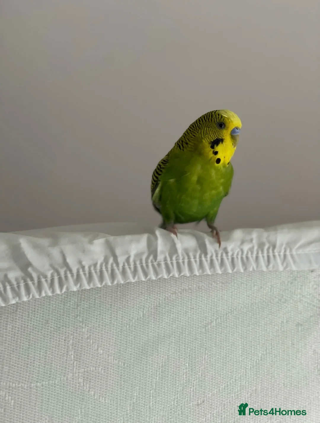 Budgerigars birds for sale: Tamed Budgie in Milton Keynes - Advert 2