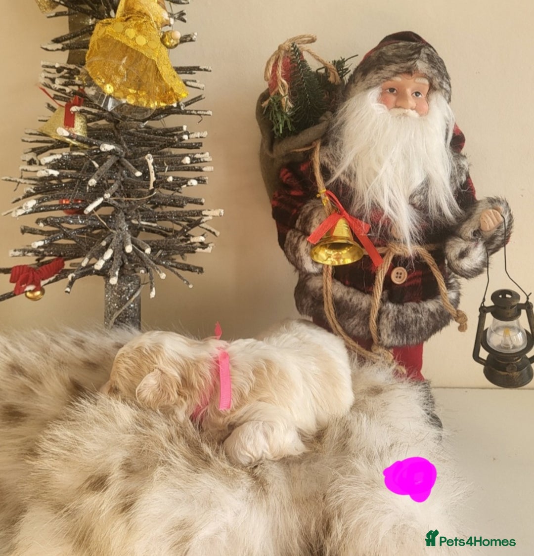 Maltipoo dogs for sale: Toy maltipoo puppies  - Advert 27