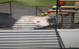 Rat rodents for sale: Beautiful pair of female rats - Advert 4