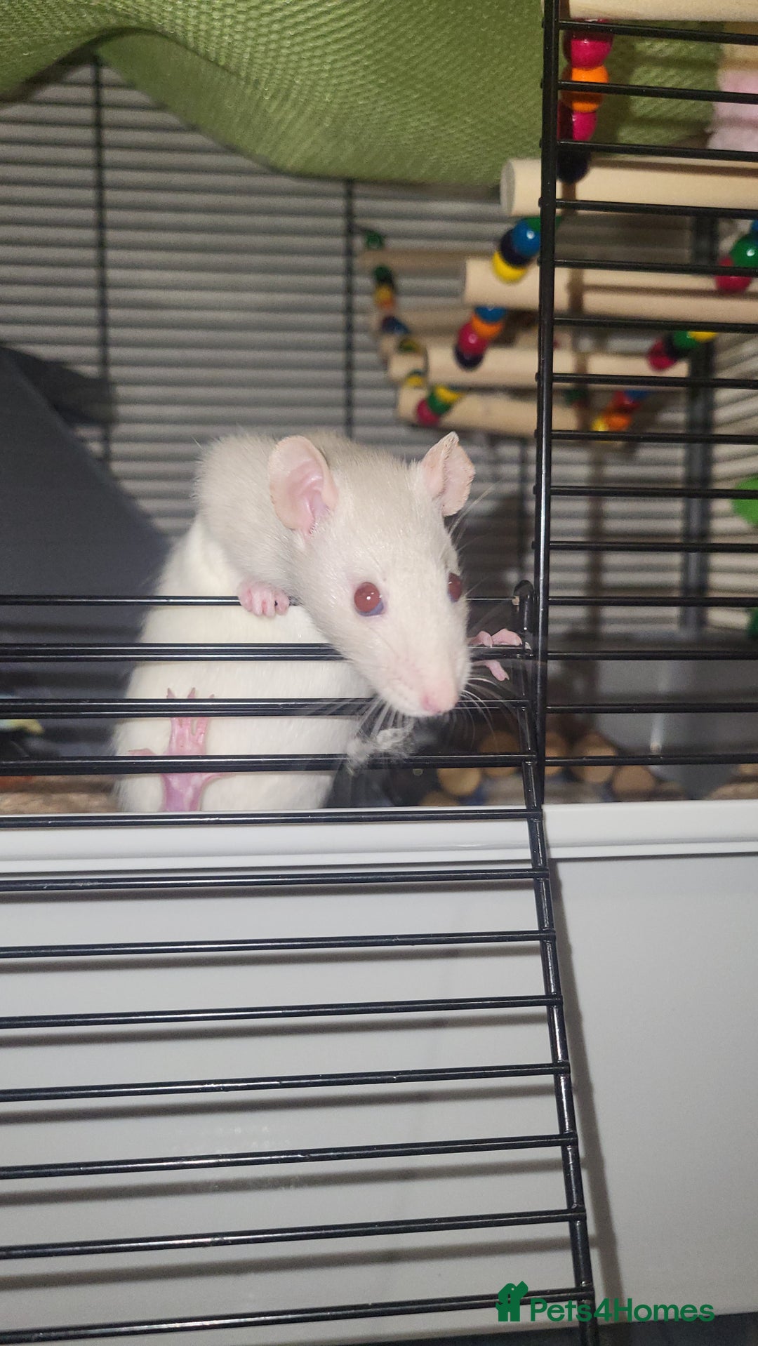 Rat rodents for sale: Beautiful pair of female rats - Advert 4