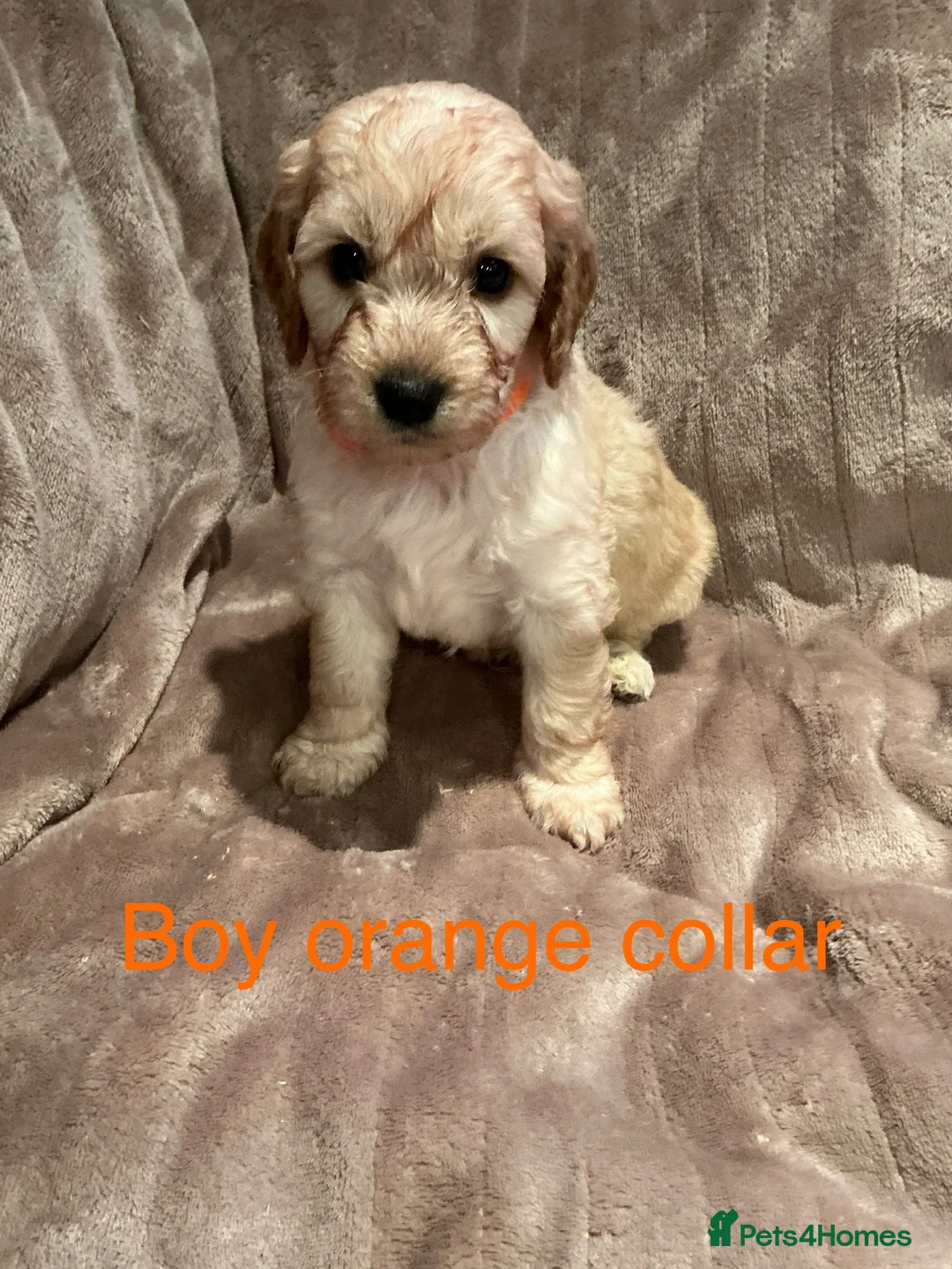 Cockapoo dogs for sale: Beautiful little F1 Cockapoo puppies  - Advert 9