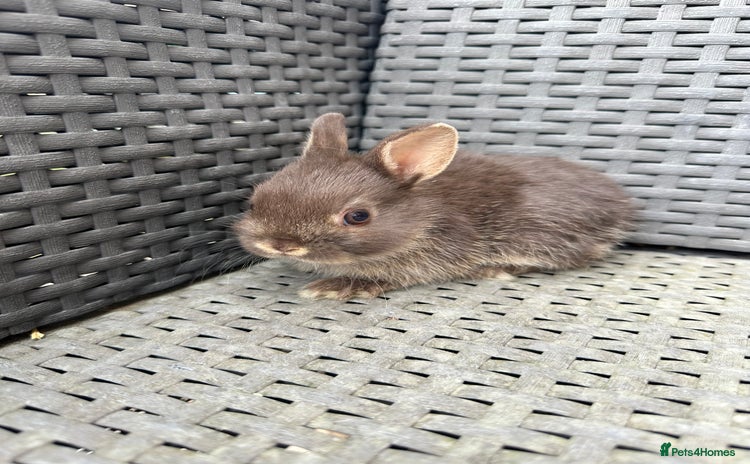 Netherland Dwarf rabbits - Advert 7