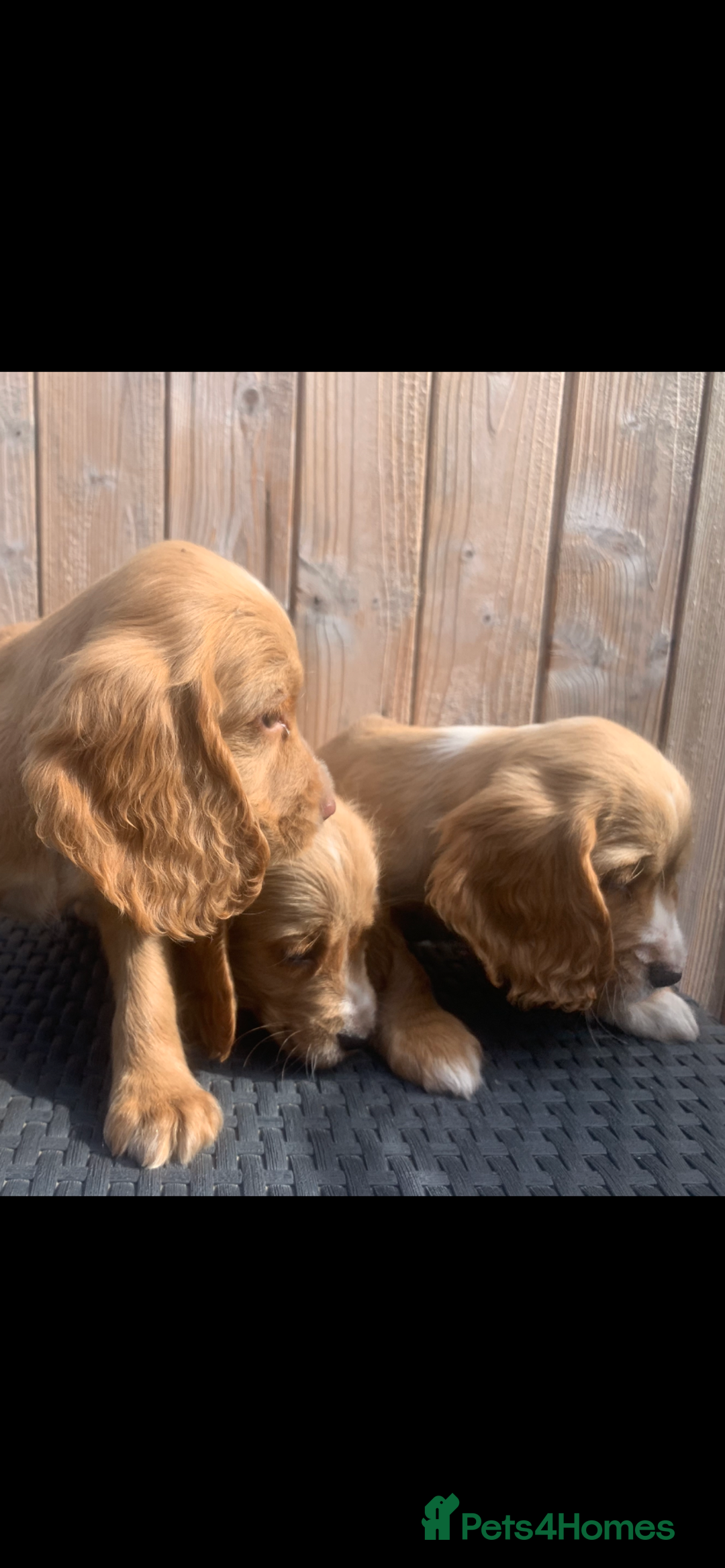 Cocker Spaniel dogs for sale: Beautiful Kc cocker spaniel  boys and girls  - Image 16