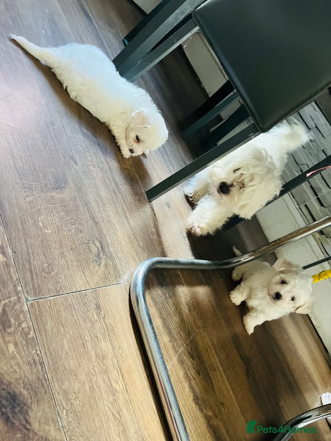 Maltese dogs for sale: Maltese puppies  - Advert 7