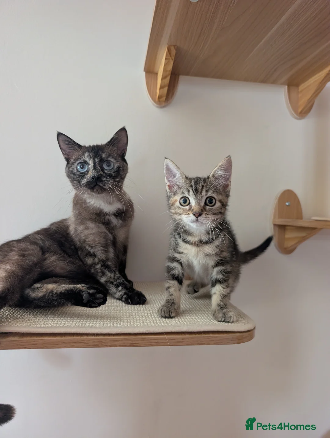 Mixed Breed cats for sale: Gorgeous blue eyed cat looking for forever home - Advert 3