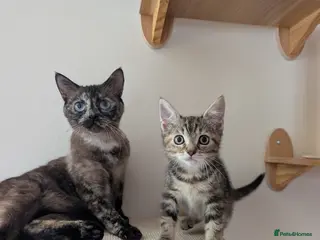 Mixed Breed cats Gorgeous blue eyed cat looking for forever home - Advert 18