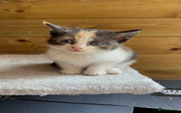 Mixed Breed cats for sale: Kittens for sale - Image 1