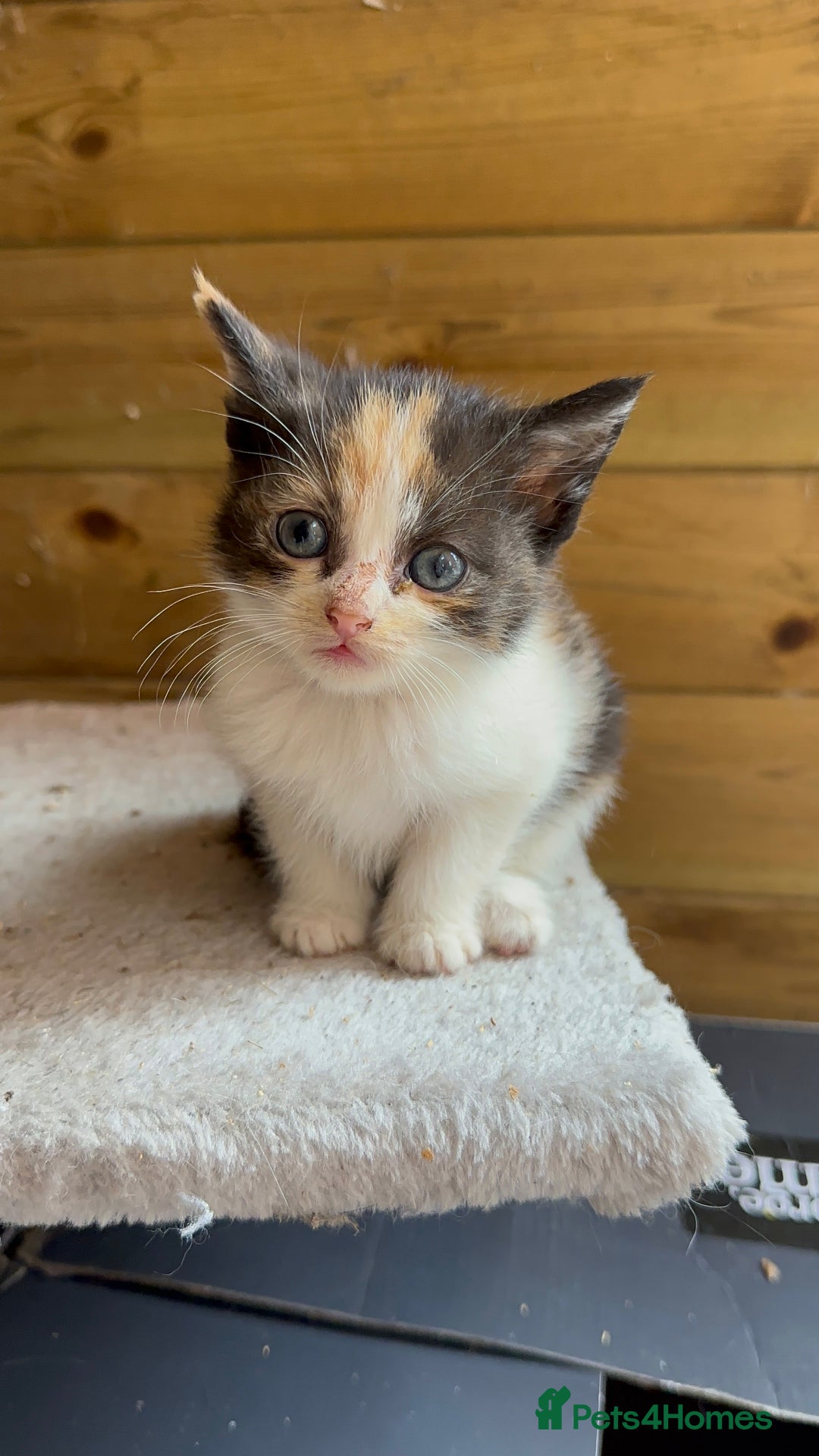 Mixed Breed cats for sale: Kittens for sale - Image 1