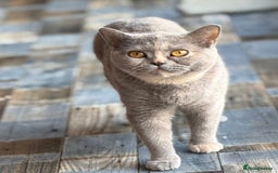 British Shorthair cats for sale: British shorthair red boy and blue -white GCCF  - Image 5