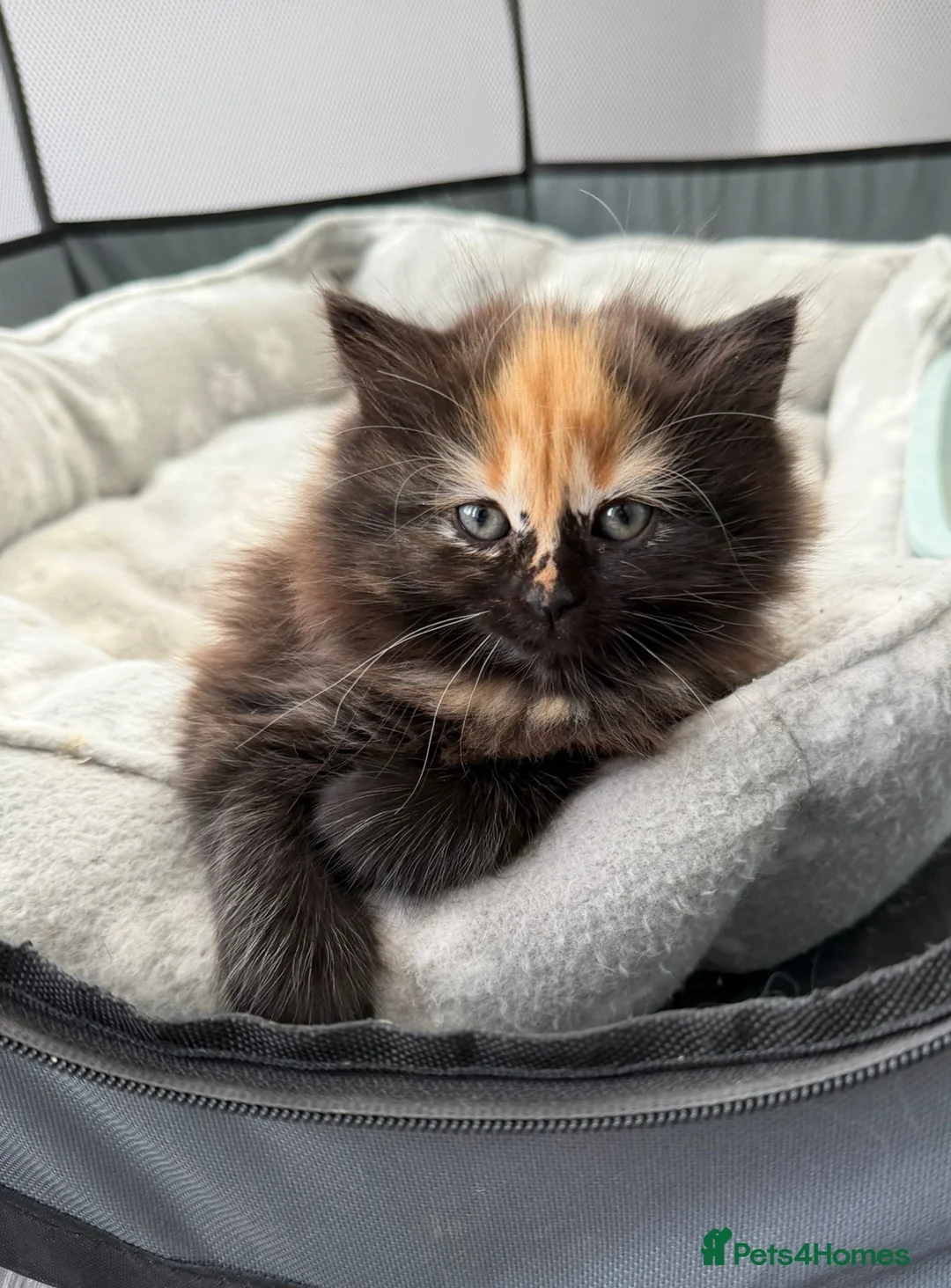Mixed Breed cats for sale: Adorable long hair - Advert 3