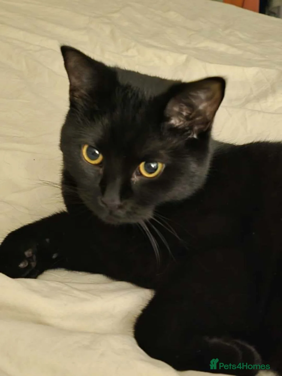 Mixed Breed cats for sale: Young male black cat for rehoming - Advert 3