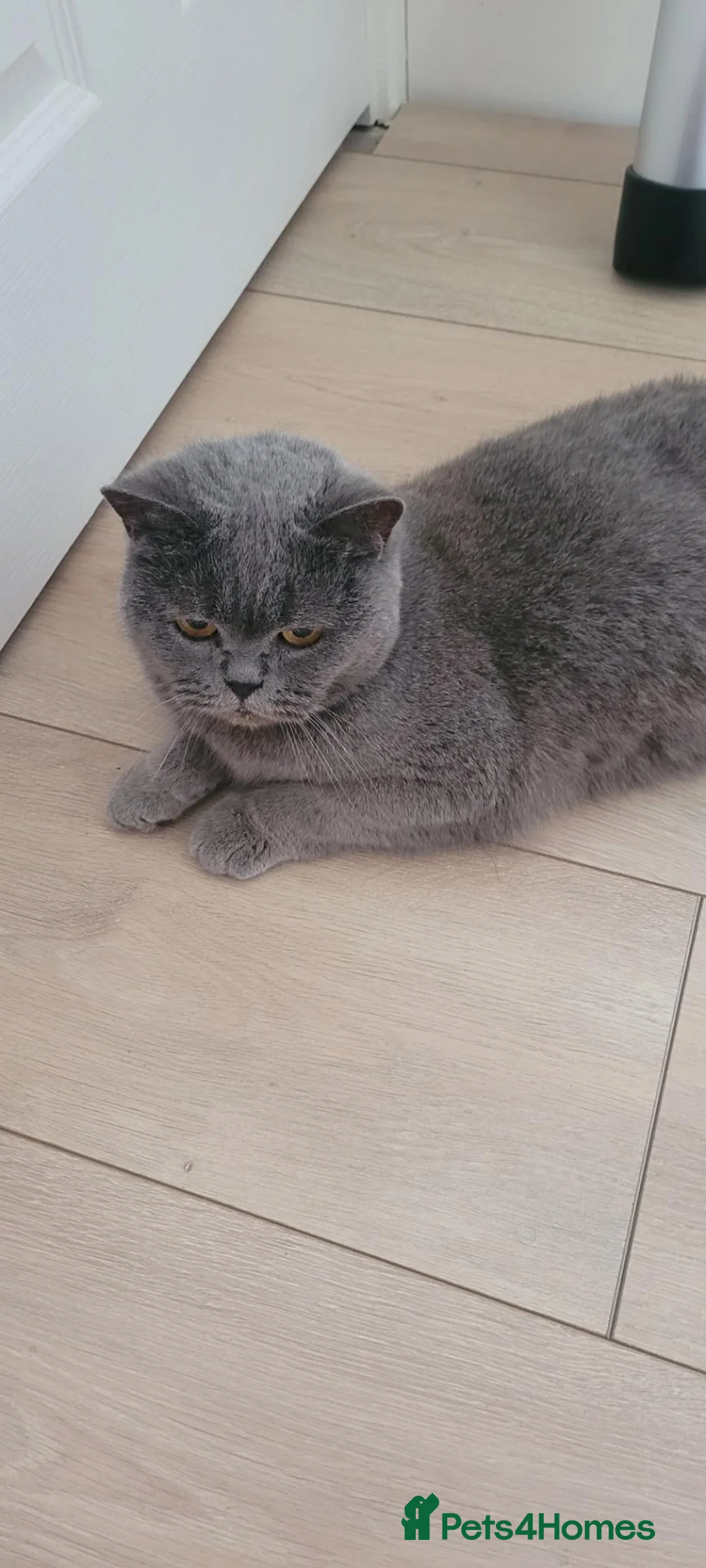 British Shorthair cats for sale: Lovely British Shorthair female cat. 🐱❤️ - Advert 5
