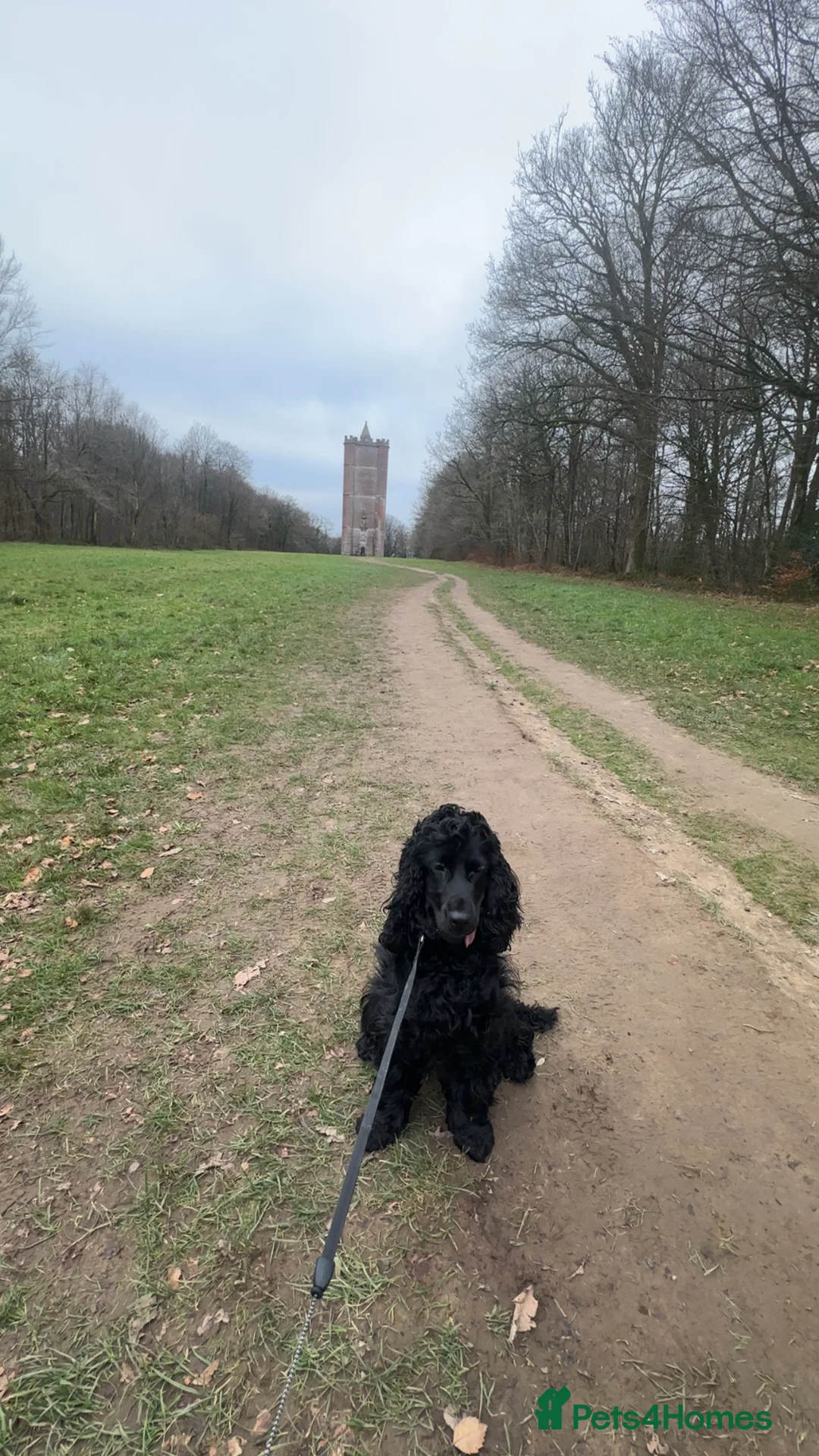 Cocker Spaniel dogs for sale: 1 year old show cocker spaniel  - Advert 4