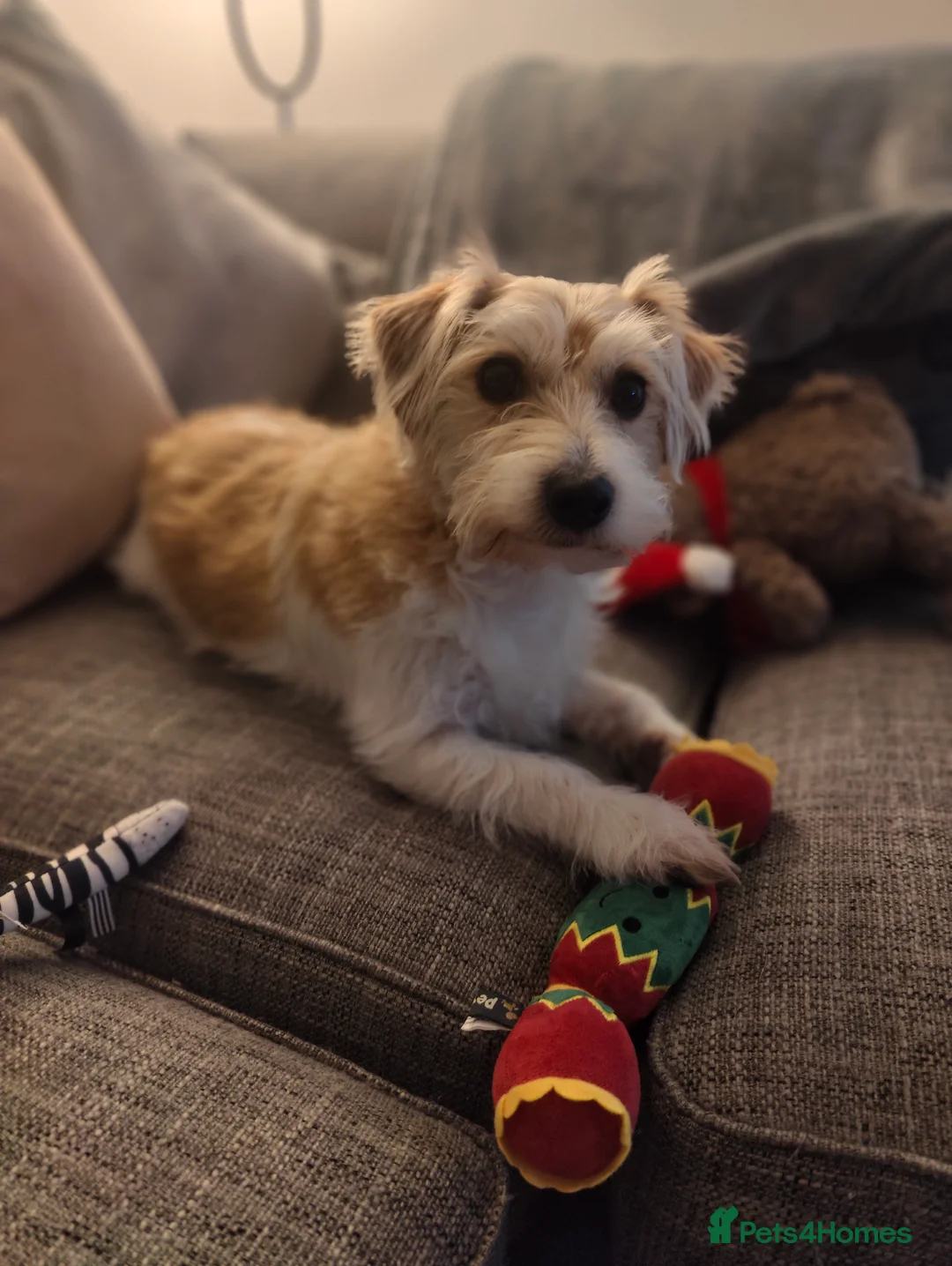 Mixed Breed dogs for sale: Loving home needed for 3 y/o jack Russell mix  - Advert 4