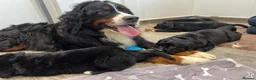 Bernese Mountain Dog dogs for sale: Wonderful litter of Golden Mountain Dogs - Advert 8