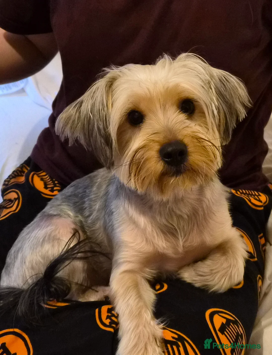 Yorkshire Terrier dogs for sale: Female Yorkshire Terrier  - Advert 1