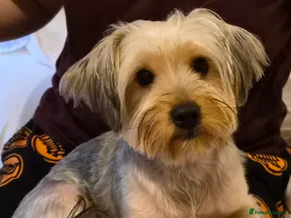 Yorkshire Terrier dogs Female Yorkshire Terrier - Advert 1