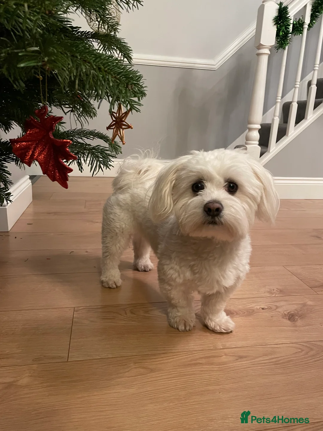 Maltese dogs for stud: Beautiful Maltese for stud - Advert 3