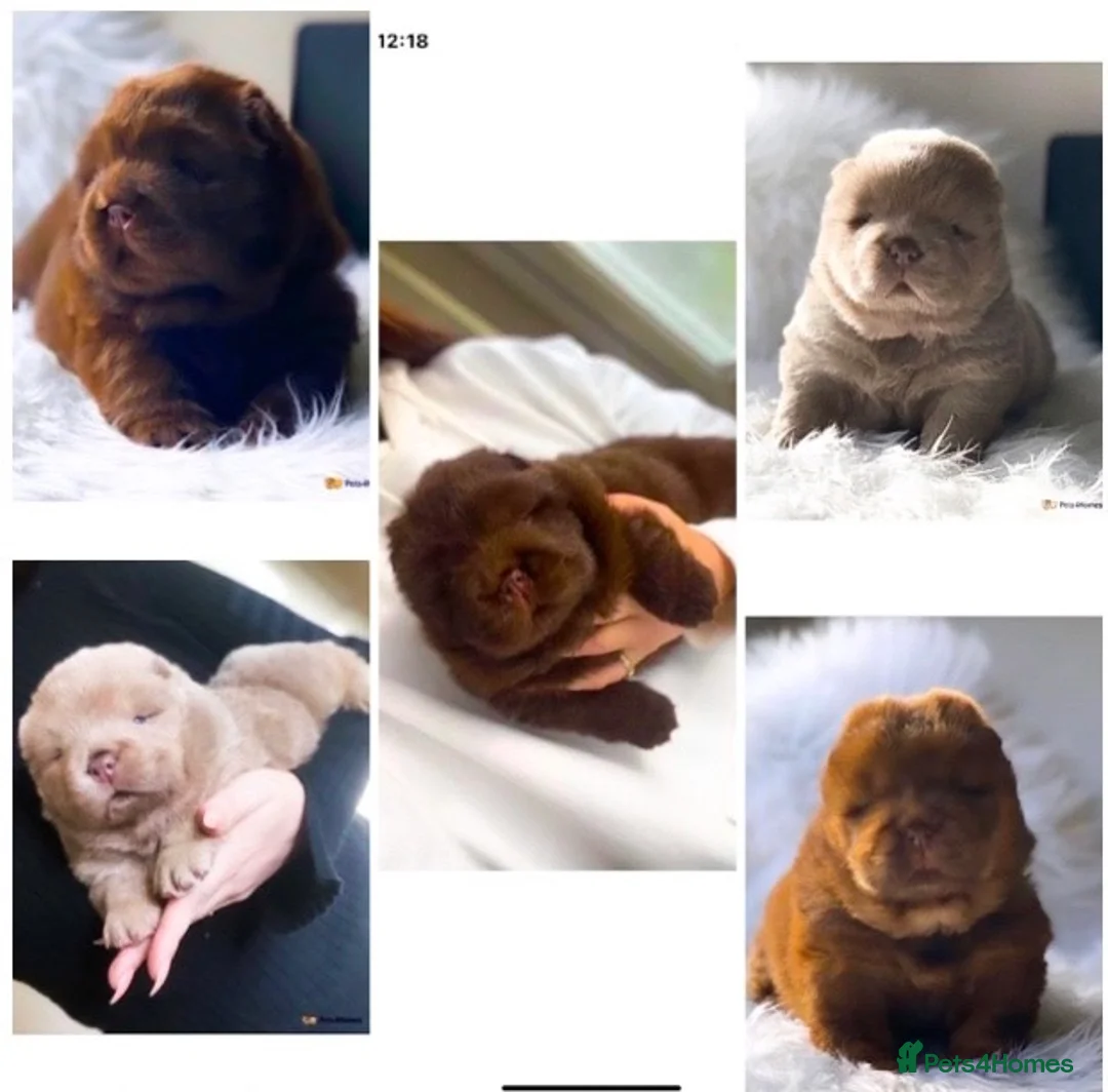 Chow Chow dogs for stud: HERSHEY the famous chocolate carrying blue. in Cheltenham - Advert 21