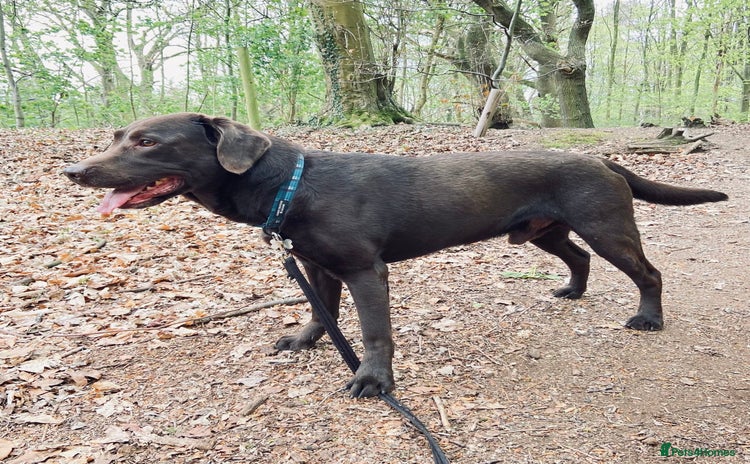 Labrador Retriever dogs - Advert 1