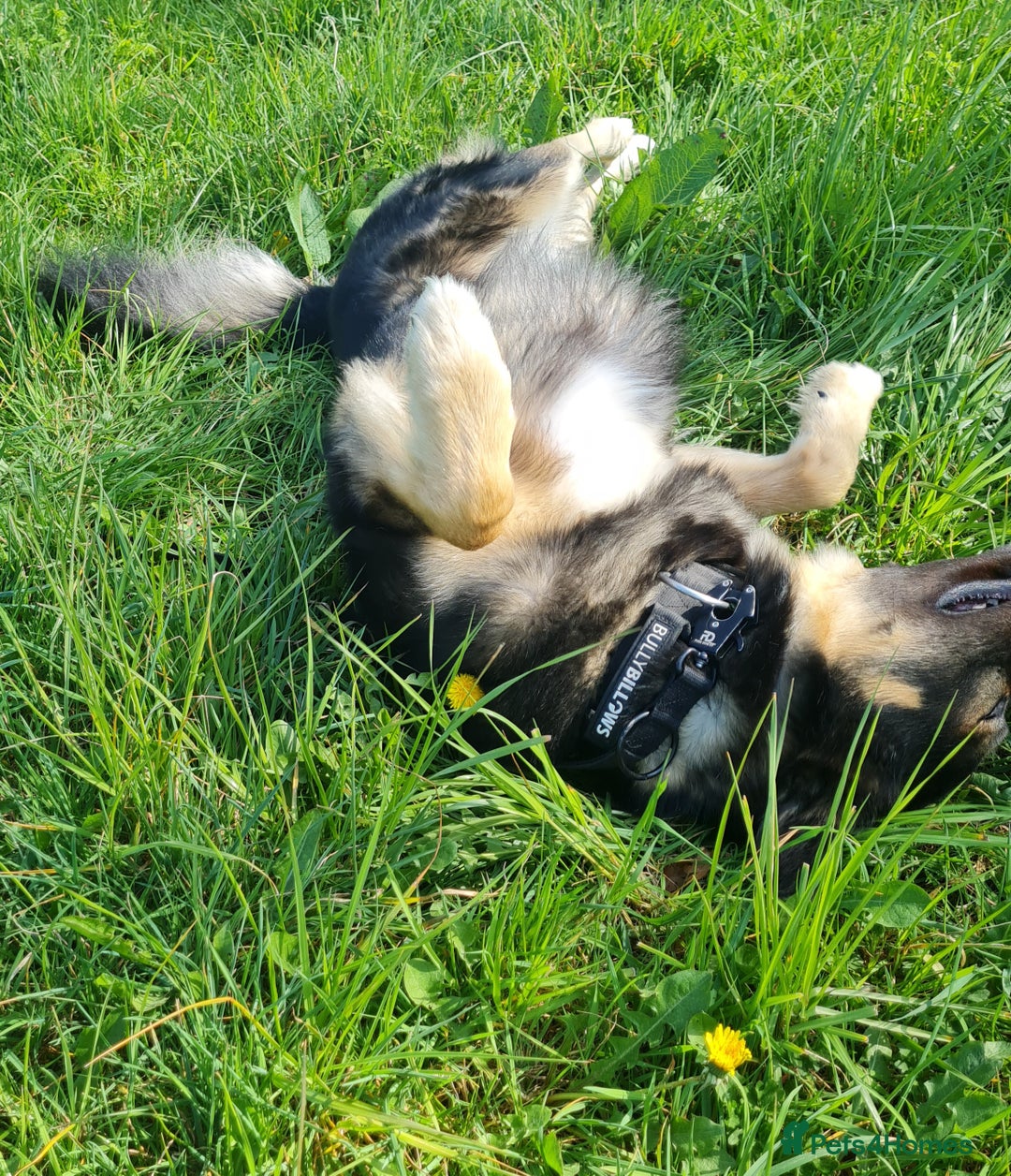 Mixed Breed dogs for sale: Handsome boy to good home - Image 3