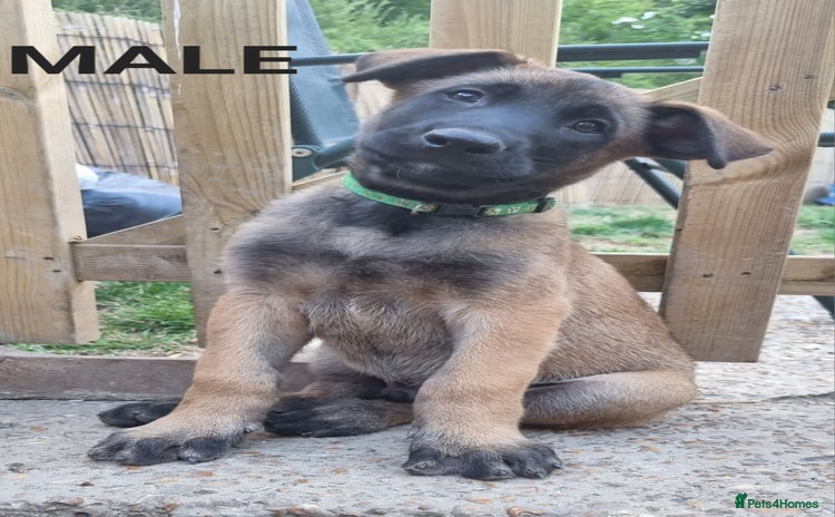Belgian Shepherd Dog dogs - Advert 2