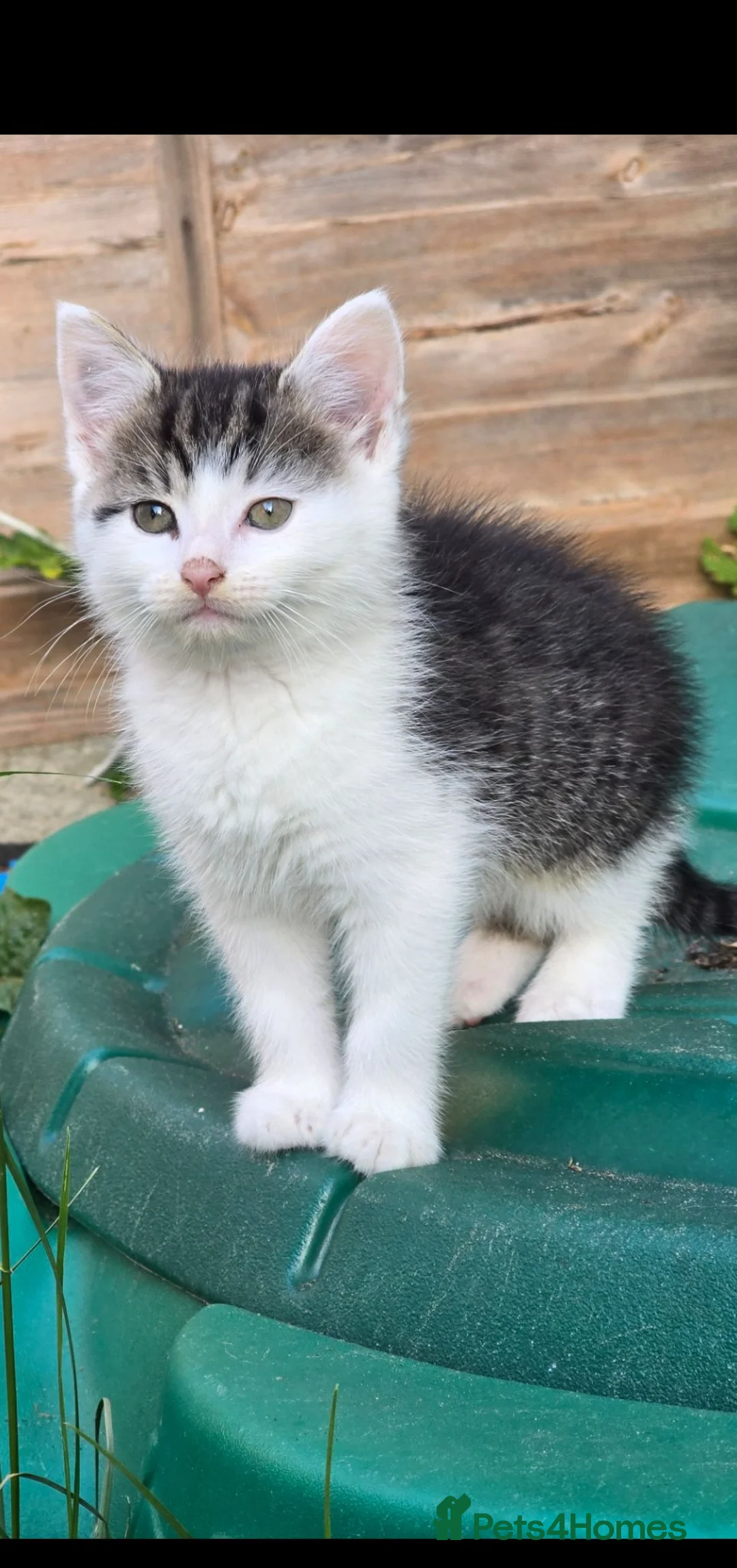 Mixed Breed cats for sale: Kittens are 10 weeks old for sale. - Advert 1